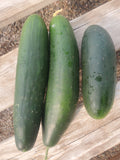 Cucumbers