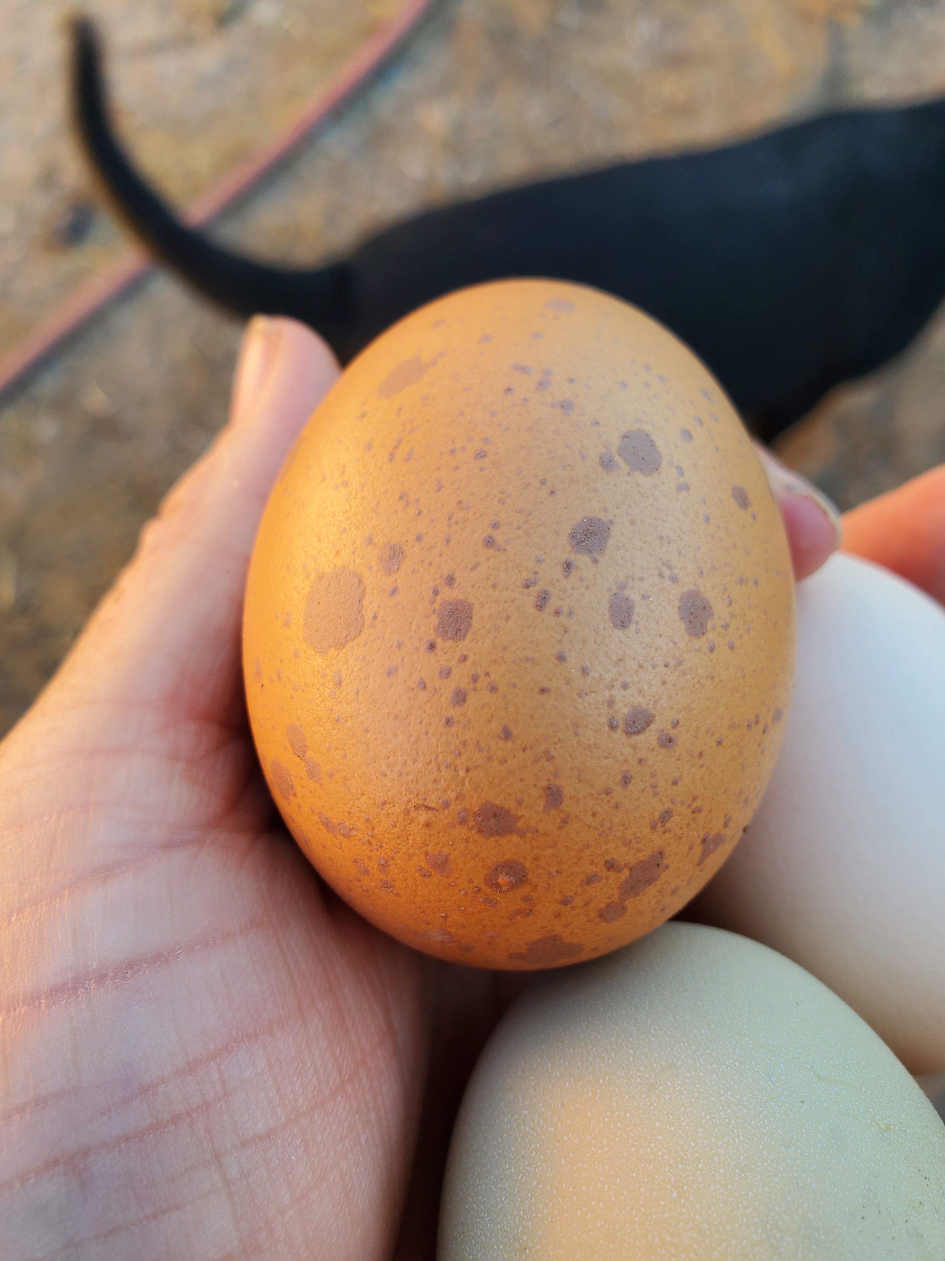 Pasture Raised Eggs-Dozen